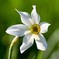 Wild white daffodil